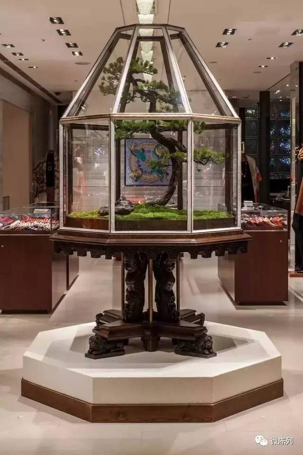 櫥窗布置:植物世界可以多極致?