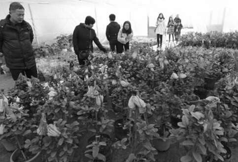 苗木價格大跳水 安徽企業(yè)組團來吆喝