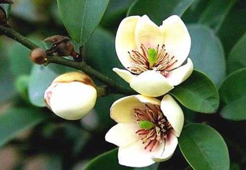 適合小型庭院栽種的八種苗木