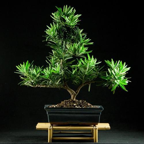 適合小型庭院栽種的八種苗木