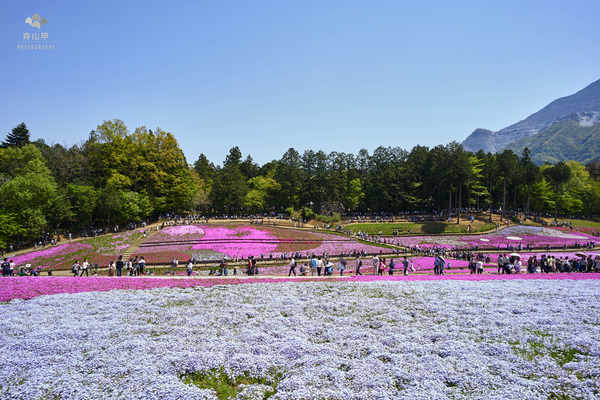 驚艷的日本羊山公園芝櫻