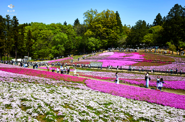 驚艷的日本羊山公園芝櫻