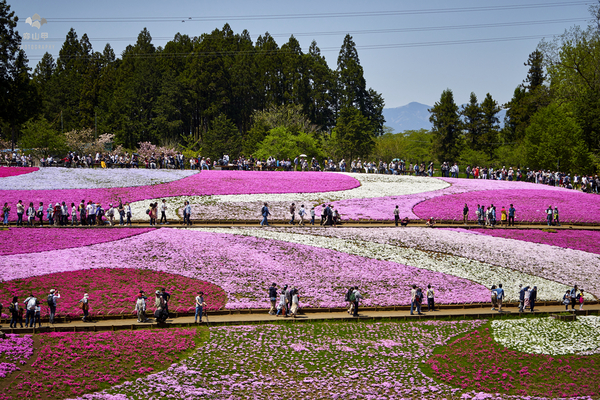 驚艷的日本羊山公園芝櫻