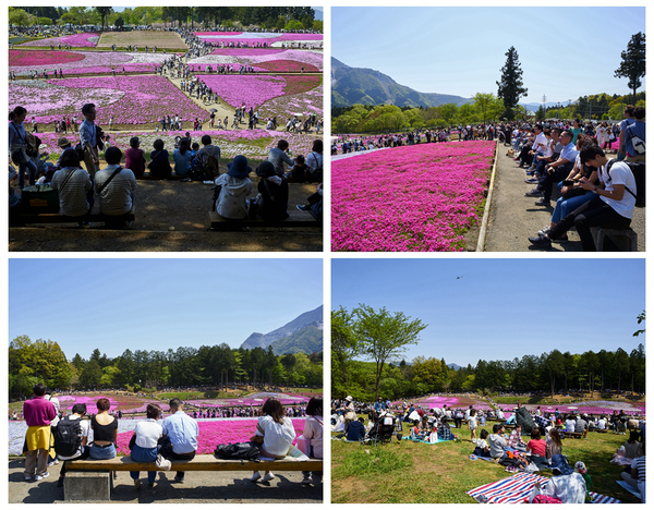驚艷的日本羊山公園芝櫻
