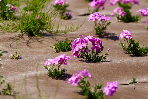 驚艷的日本羊山公園芝櫻