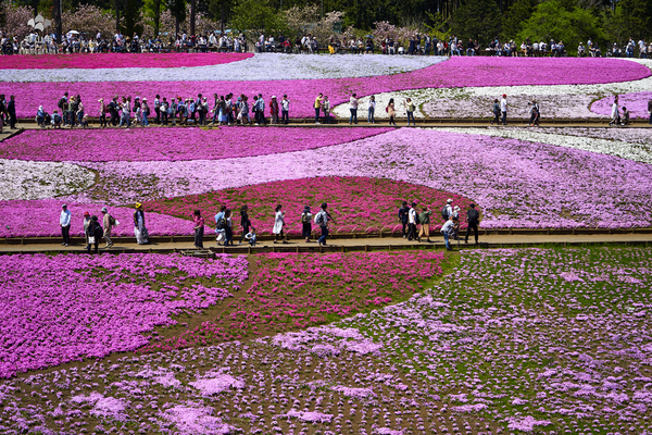 驚艷的日本羊山公園芝櫻