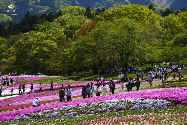 驚艷的日本羊山公園芝櫻