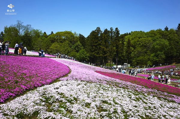 驚艷的日本羊山公園芝櫻
