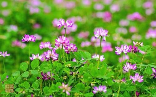 六款蜜源植物讓花園成為蝴蝶飛舞的天堂