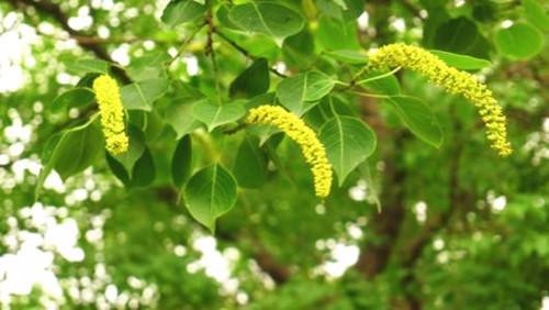 六款蜜源植物讓花園成為蝴蝶飛舞的天堂