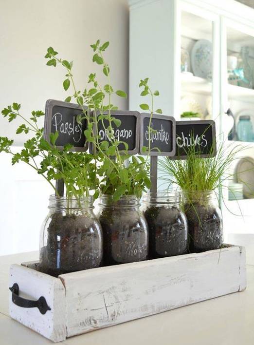 夏天家里養這些植物好看有驅蚊