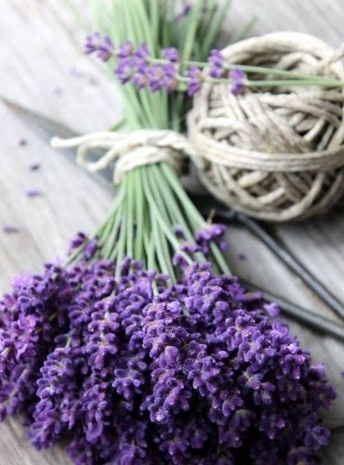 夏天家里養這些植物好看有驅蚊