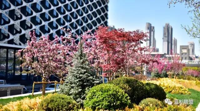 科羅拉多藍杉:從銷量看發展