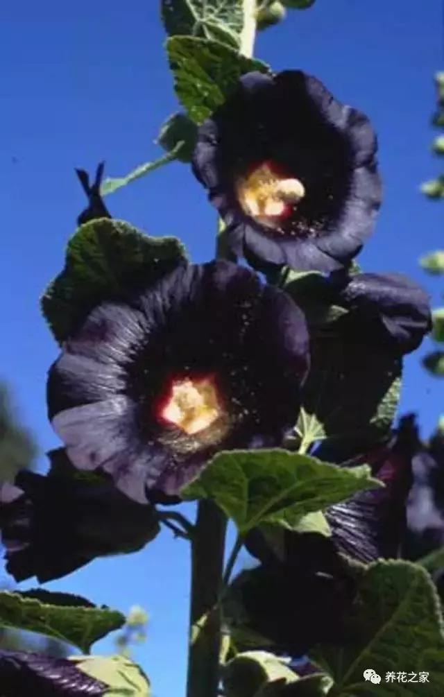 世界上最稀有的花卉顏色