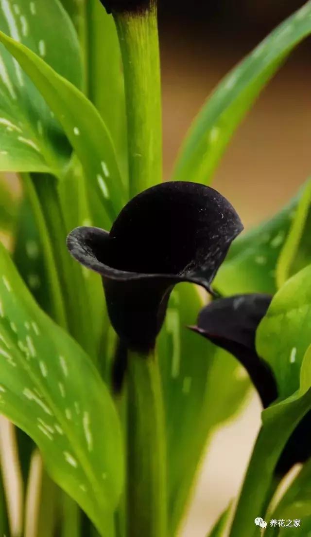 世界上最稀有的花卉顏色