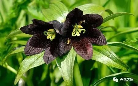 世界上最稀有的花卉顏色