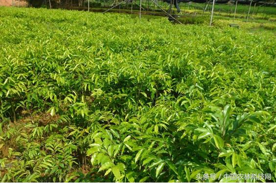 木香的價值和栽培技術