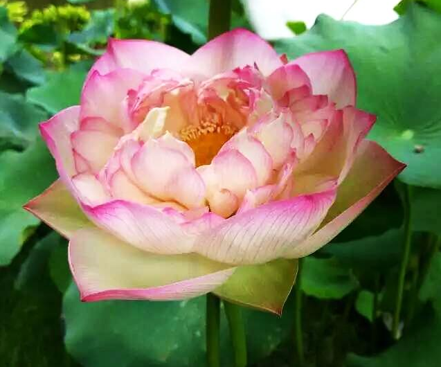 園林苗木行業(yè)蓬勃發(fā)展 苗木人卻面臨競(jìng)爭(zhēng)威脅