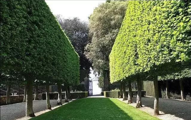 園林苗木行業(yè)蓬勃發(fā)展 苗木人卻面臨競(jìng)爭(zhēng)威脅