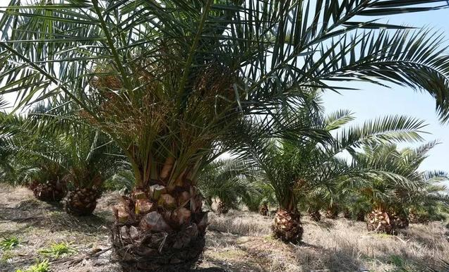 園林苗木行業(yè)蓬勃發(fā)展 苗木人卻面臨競(jìng)爭(zhēng)威脅