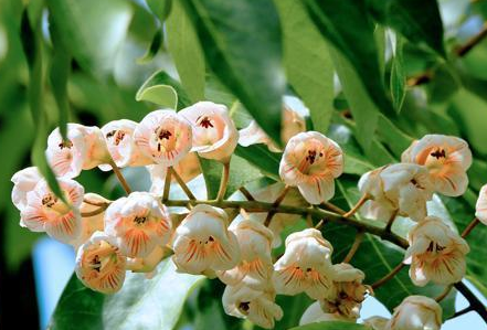 【珍寶】郴州齊云峰國(guó)家森林公園驚現(xiàn)“國(guó)寶”佰樂(lè)樹(shù)