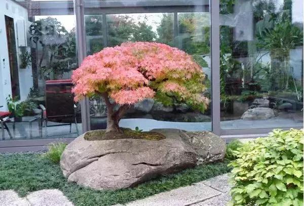 盆景——從園林中走出來的造型藝術