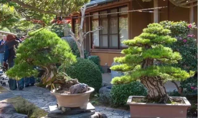 盆景——從園林中走出來的造型藝術