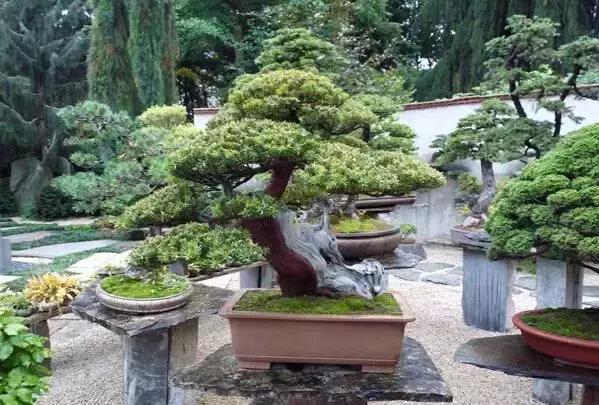 盆景——從園林中走出來的造型藝術