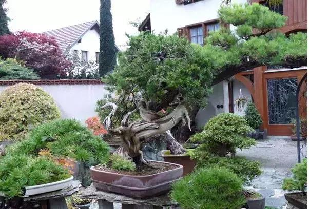 盆景——從園林中走出來的造型藝術