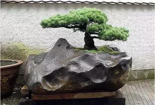 盆景——從園林中走出來的造型藝術(shù)