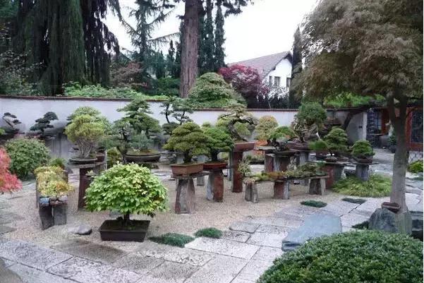 盆景——從園林中走出來的造型藝術(shù)