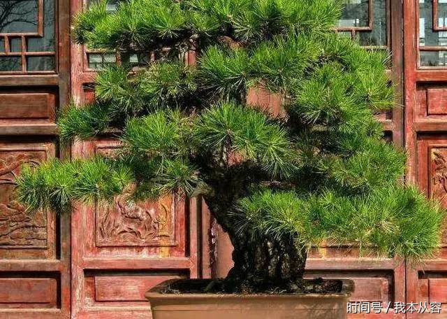 盆景的四大名樹令人愛不釋手