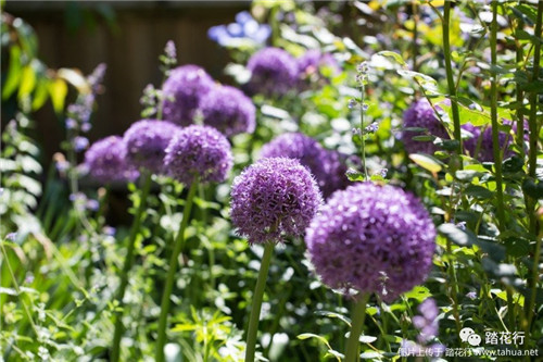 大花蔥花境裝點你五月的花園