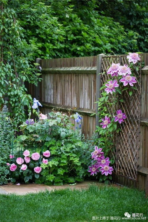 大花蔥花境裝點你五月的花園