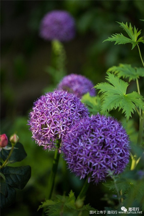 大花蔥花境裝點你五月的花園