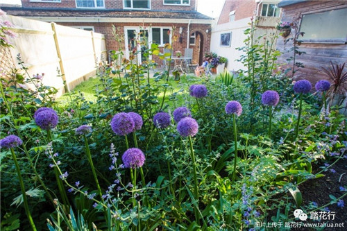 大花蔥花境裝點你五月的花園