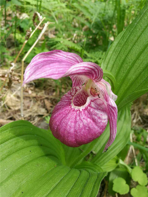 珍寶島濕地野生動植物本底調(diào)查進展順利