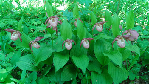 珍寶島濕地野生動植物本底調(diào)查進展順利