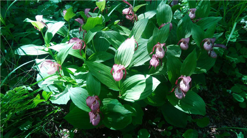 珍寶島濕地野生動植物本底調(diào)查進展順利