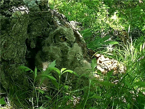 珍寶島濕地野生動植物本底調(diào)查進展順利