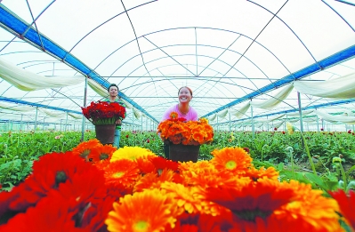 一個偏遠貧困小縣如何發展為鮮切花之鄉?