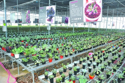 一個偏遠貧困小縣如何發展為鮮切花之鄉?