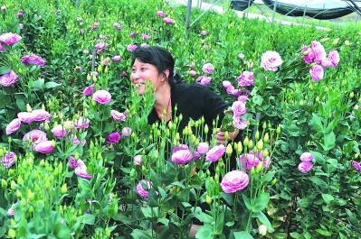 一個偏遠貧困小縣如何發展為鮮切花之鄉?