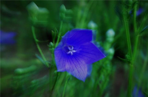 美得令人驚艷的藍色花卉
