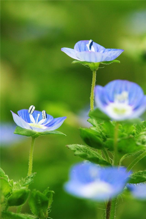 美得令人驚艷的藍色花卉