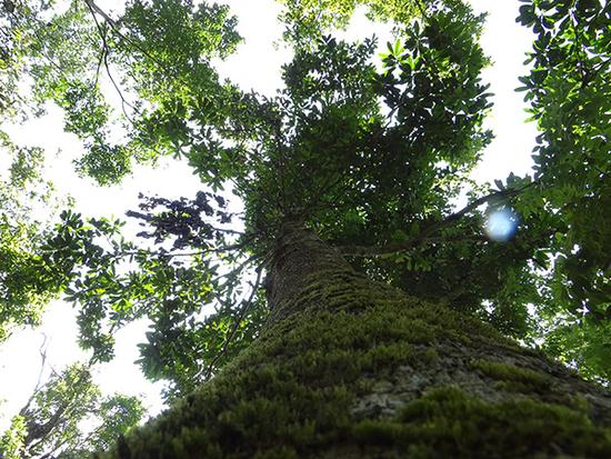 近半極小種群野生植物未納入國家保護名錄