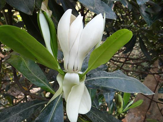 近半極小種群野生植物未納入國家保護名錄