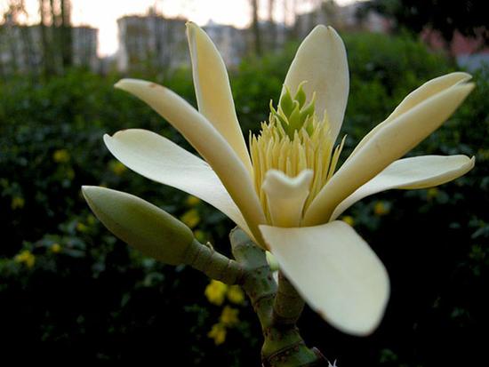 近半極小種群野生植物未納入國家保護名錄