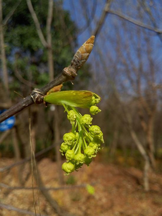 近半極小種群野生植物未納入國家保護名錄