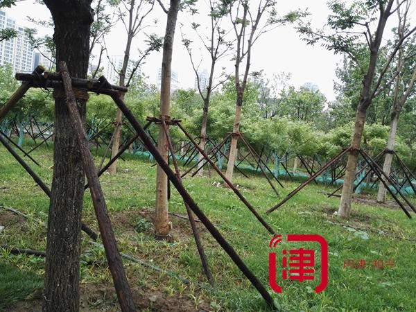 迎全運天津要建這么多公園！各種綠化走起